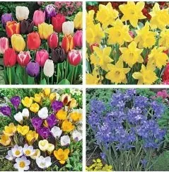 Tulips, daffodils, crocuses and bluebells from the Flower Power bulb fundraiser